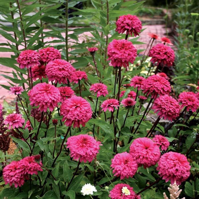 Amazon.co.jp: プレミアム 宿根草 苗 エキナセア ブラックベリー