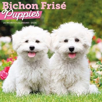 Carousel Calendars, Bichon Frise Puppies 2026 Wall Calendar, 12 X 12, 16-Month Calendar with Stapled Binding