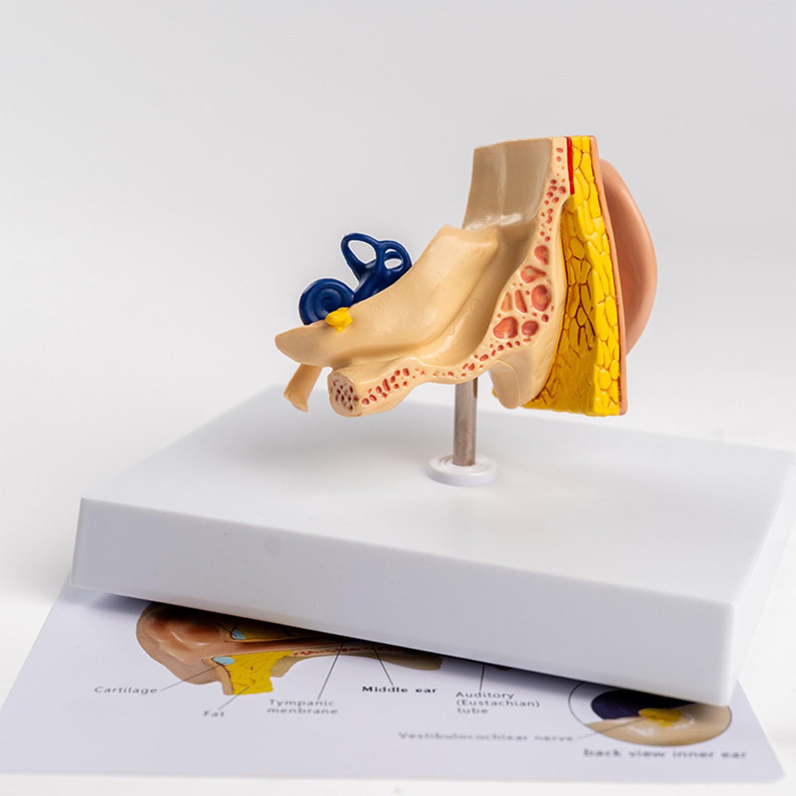 Model Anatomiczny Ucha Ludzkiego Zewnętrznego Środkowego Wewnętrznego Odłączalna Ślimak Kanały Półkoliste System Słuchowy Pomoc Dydaktyczna Laryngologia Z Oznakowanym Schematem