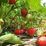 STRAWBERRY PATCH FRAGRANCE OIL - 4 OZ - FOR CANDLE & SOAP MAKING BY VIRGINIA CANDLE SUPPLY - FREE S&H IN USA