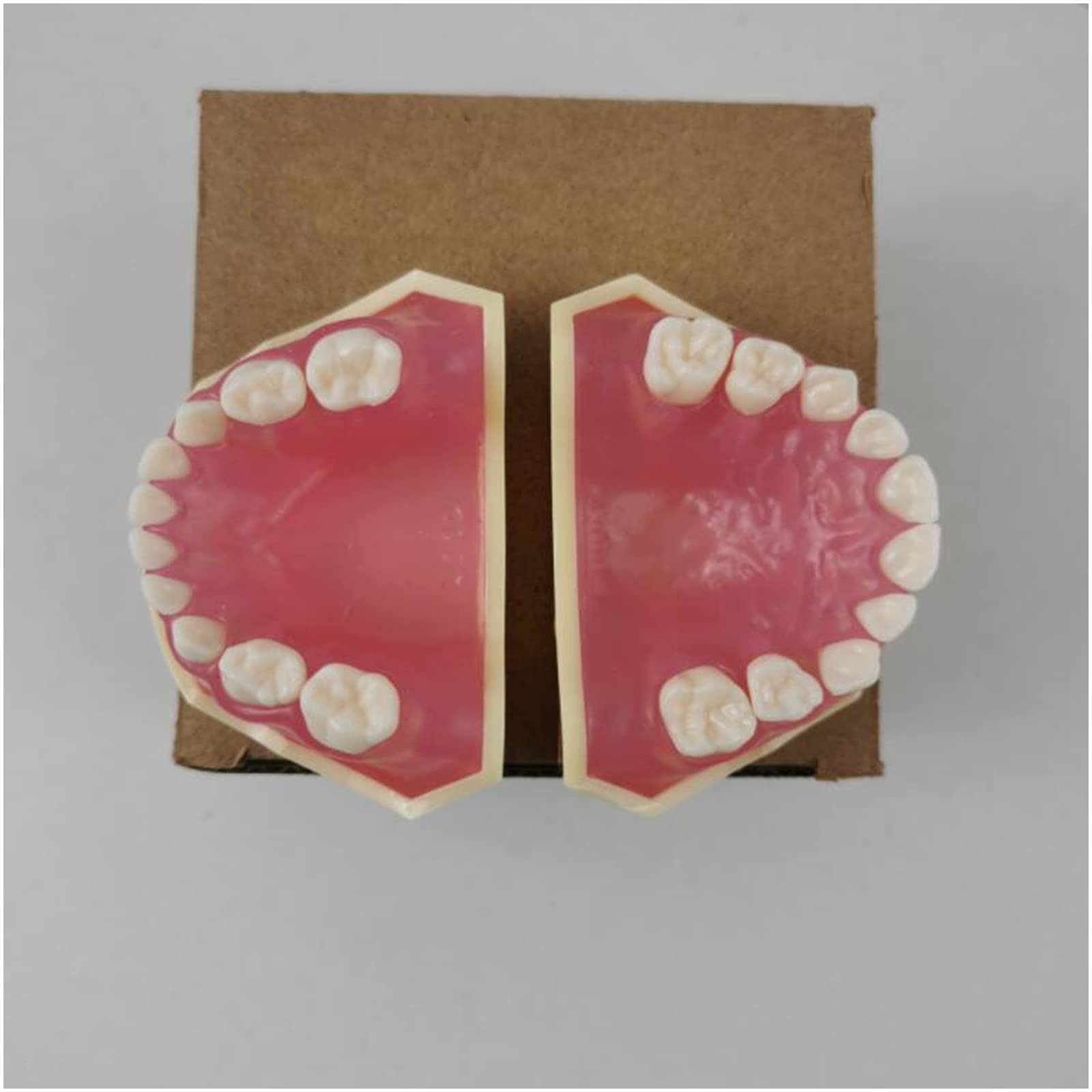 Modello dimostrativo Dentale Modello di Denti per Bambini Modello di Denti Rimovibili per l'insegnamento Dentale o la Cura Orale