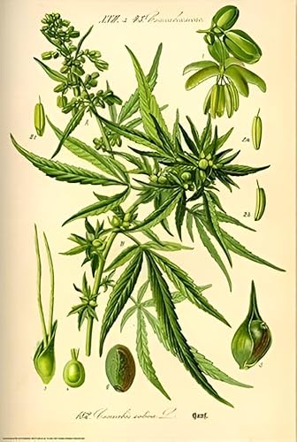 Buyartforless Cannabis Sativa Botanical Illustration 36x24 Art Print Poster Marijuana