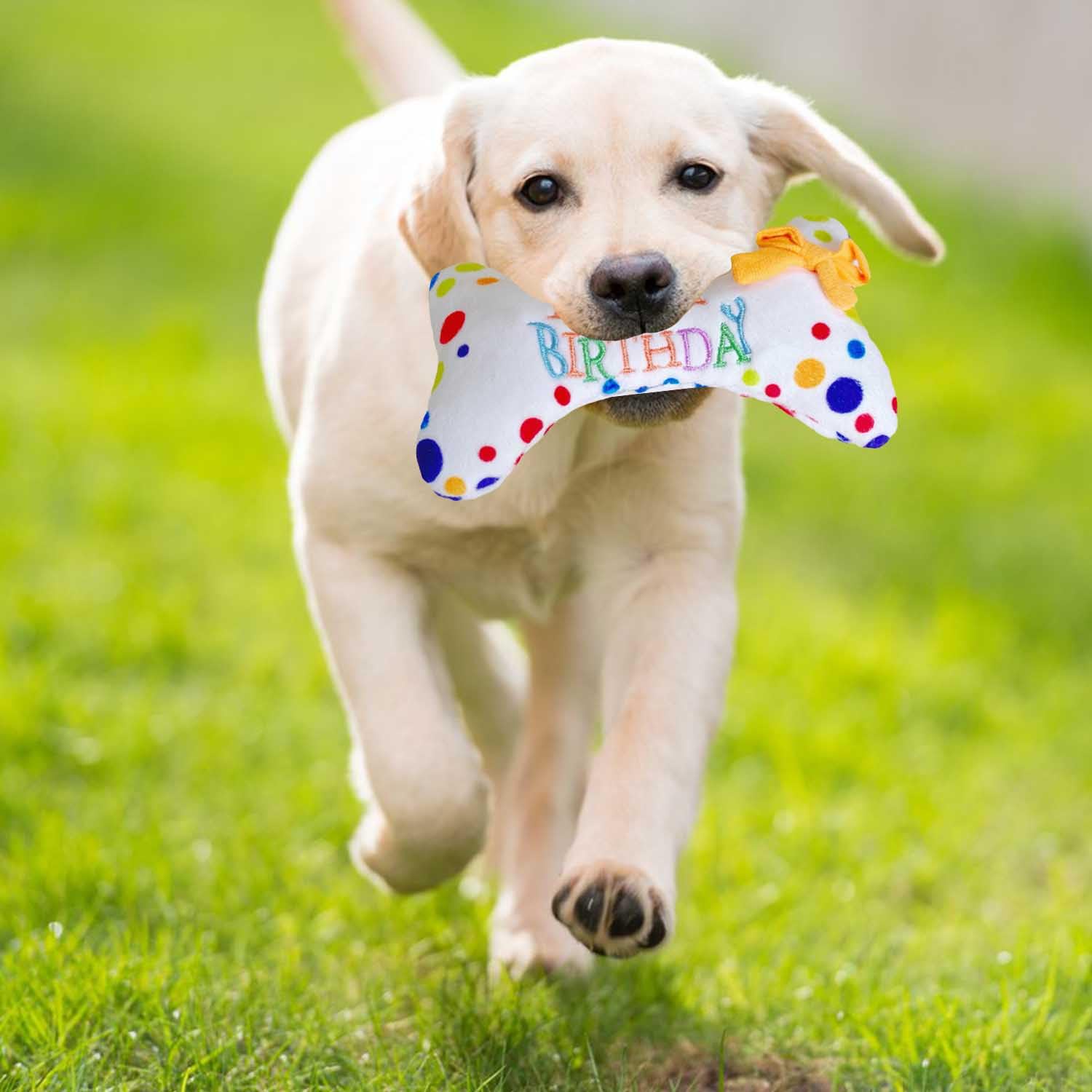 Hund Geburtstag Spielzeug - Weicher Knochen Plüsch Mit Quietscher | Für Kleine Hunde Geburtstagsfeier
