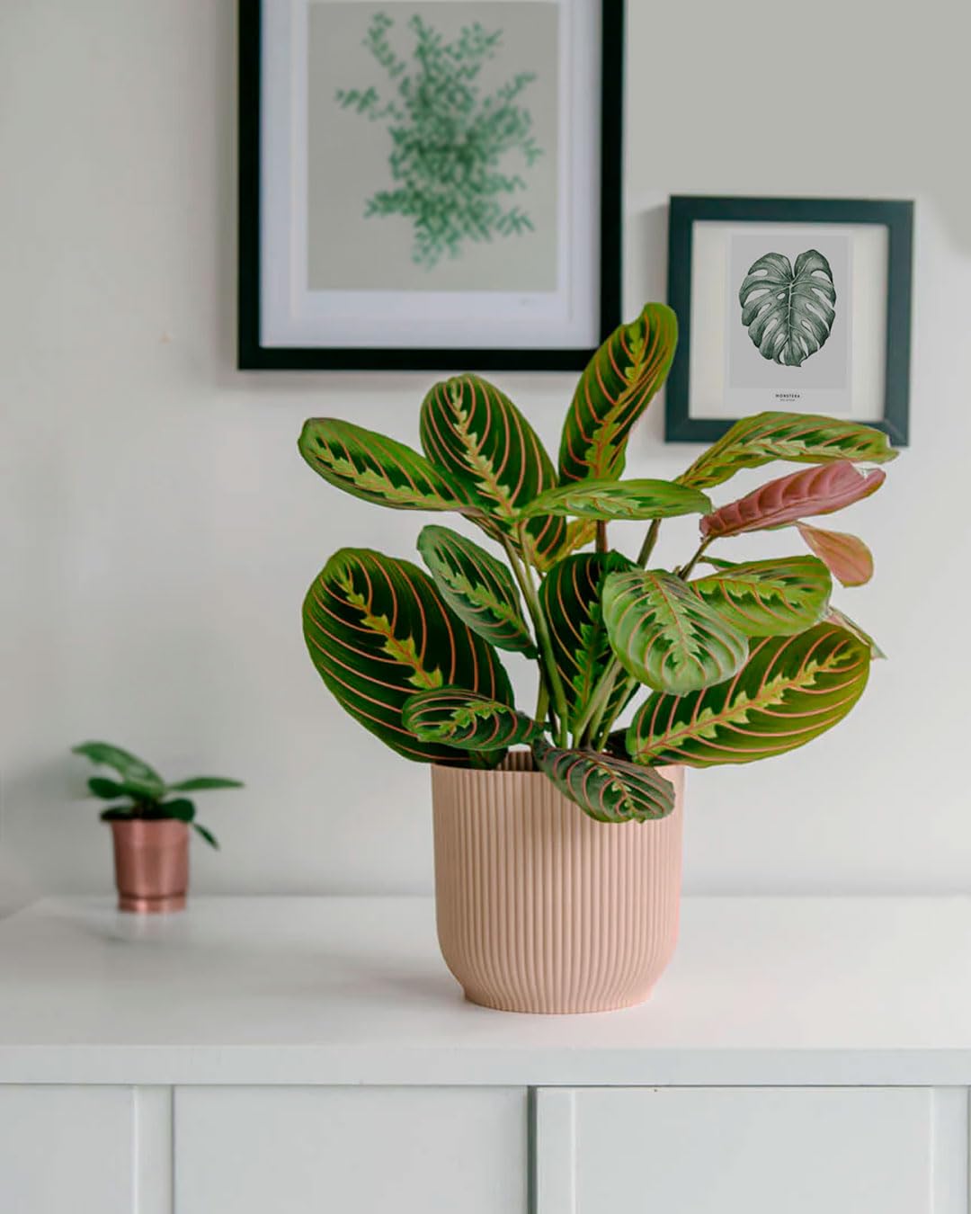 Pack 3x Plantas M Pet Friendly | Plantas Naturales | Pur Plant