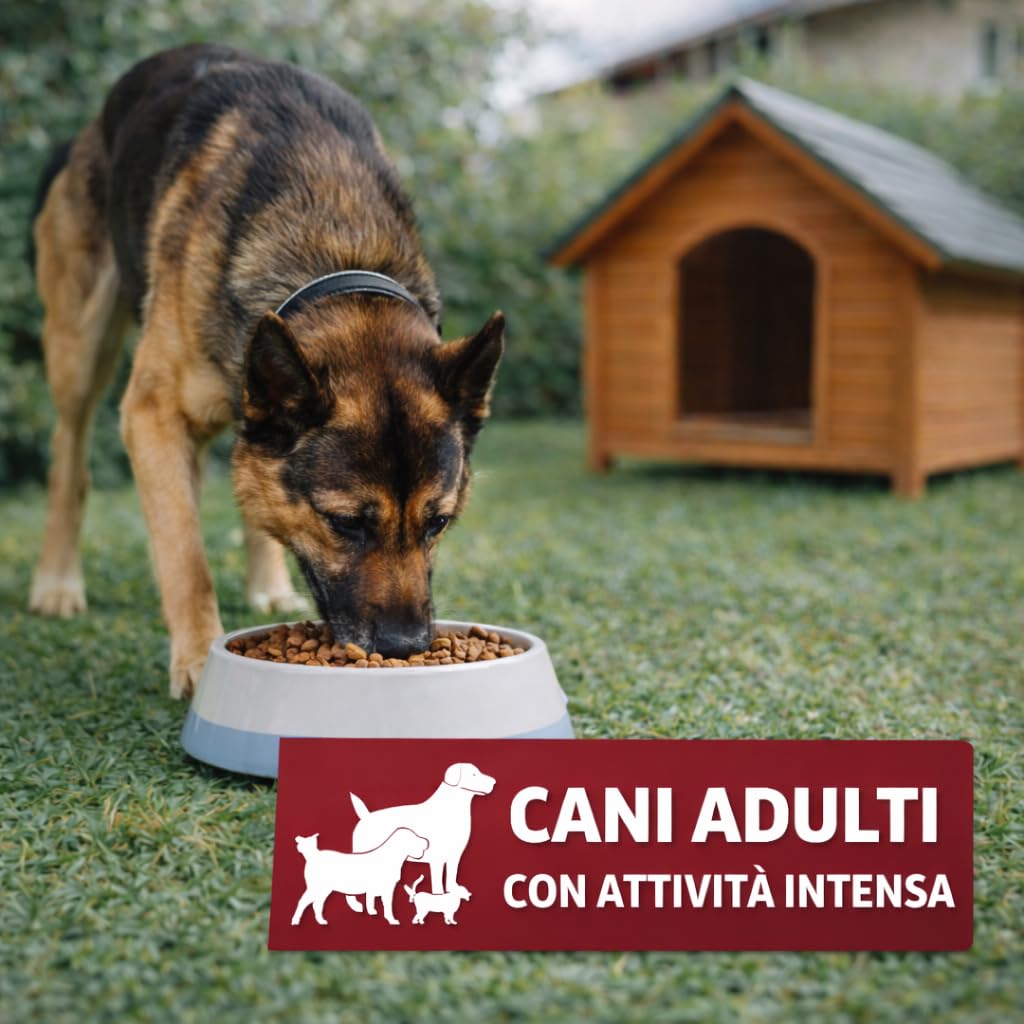 Mangolè Tasty Dog Adult Power 20 kg Croccantini per Cani Attivi Alto Contenuto Proteico Alimento Completo Energia Elevata Made in Italy