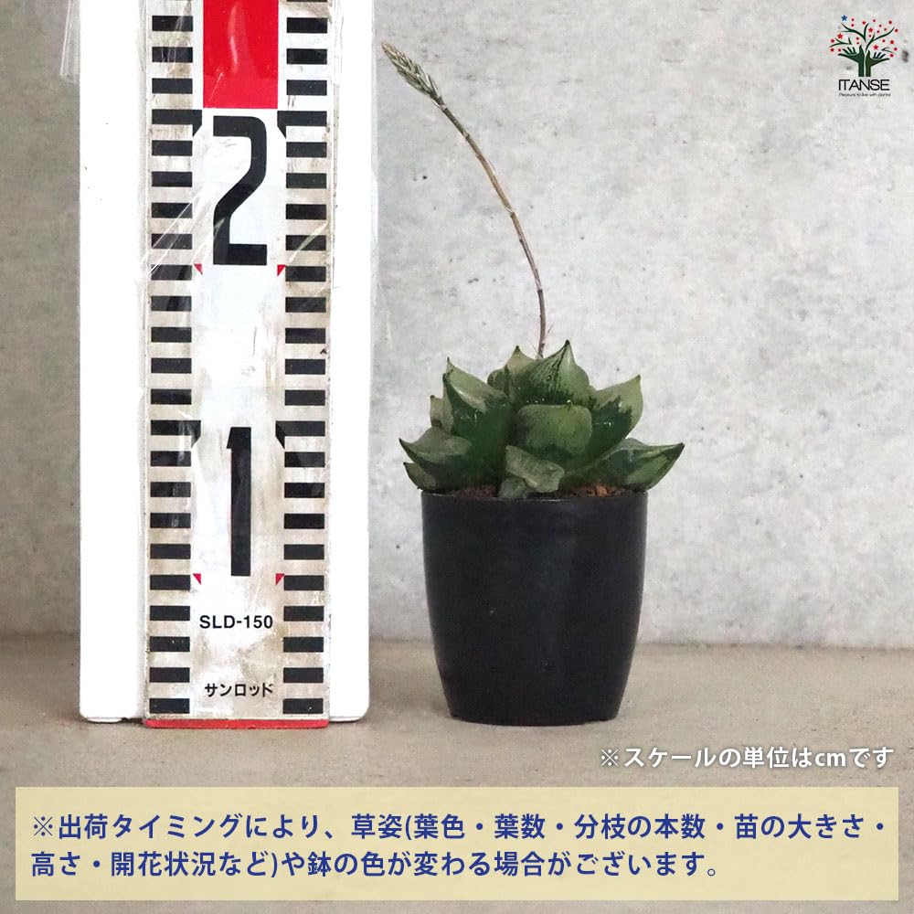 Amazon｜ITANSE ハオルチア B型コンプトミュータント 2.5号 1個