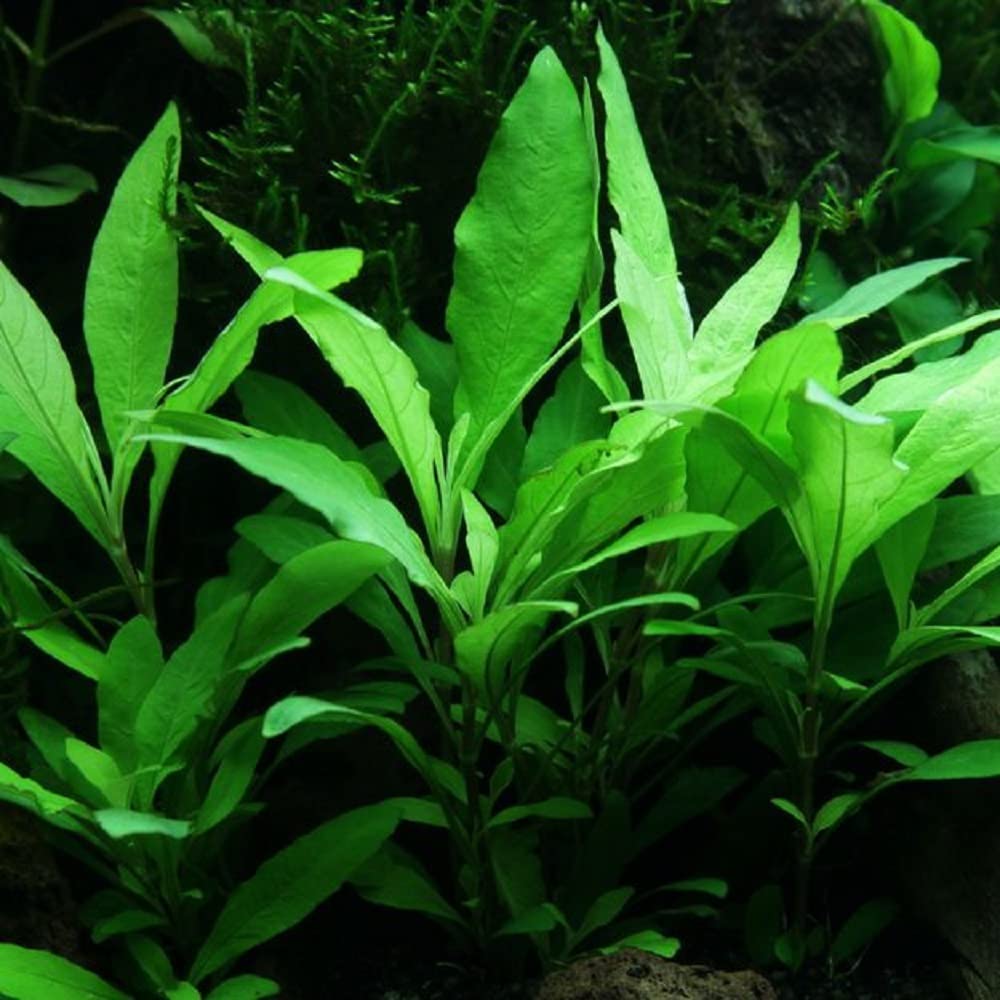 AquaOne Set di 5 piante acquatiche per acquario, piante acquatiche per principianti, aroma: igrophila Cryptocoryne Eleocharis Anubias I set con 5 piante per acquario
