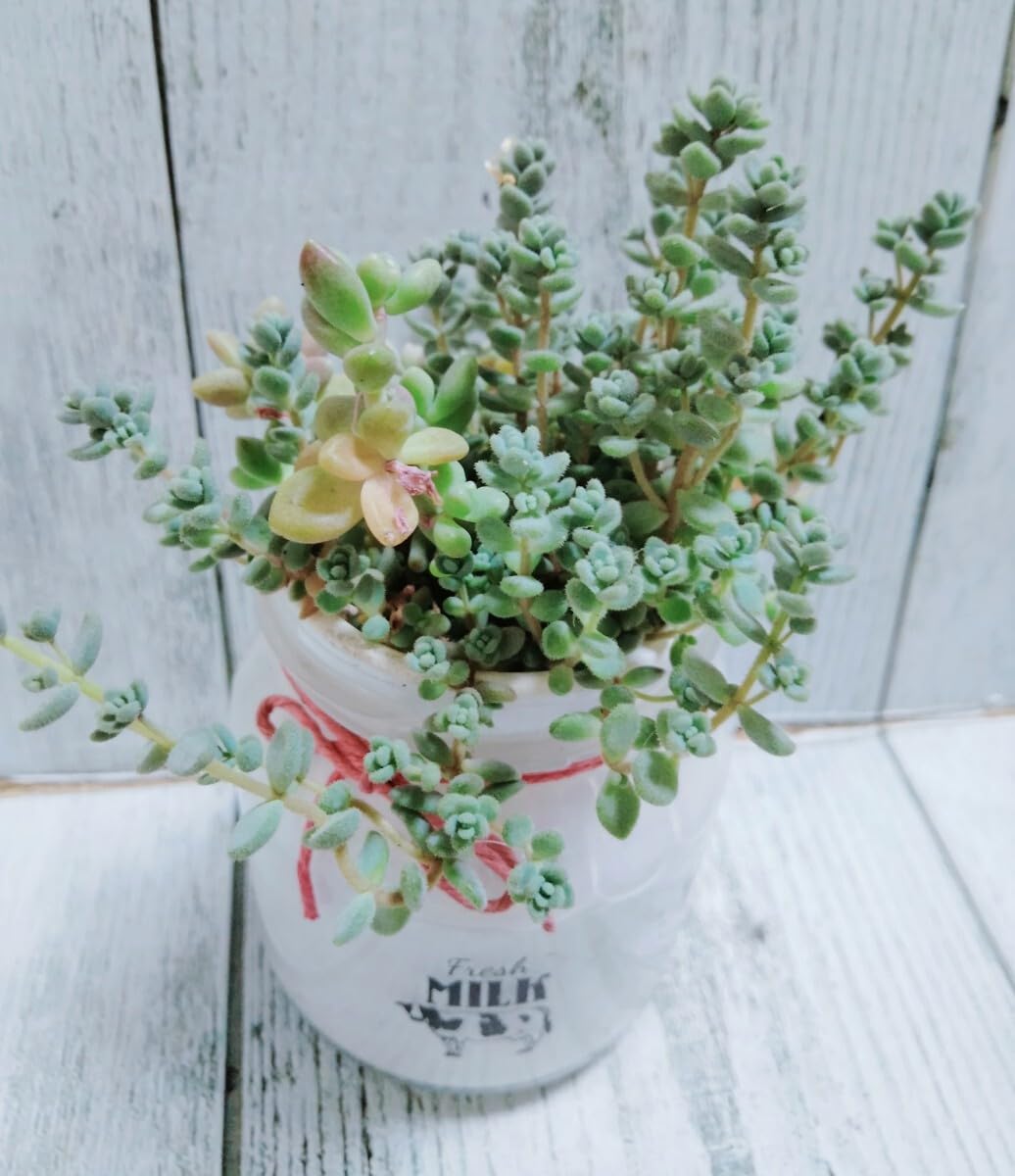 多肉植物　ダシフィルム　抜き苗　セダム 多肉植物ダシフィルム抜き苗セダム