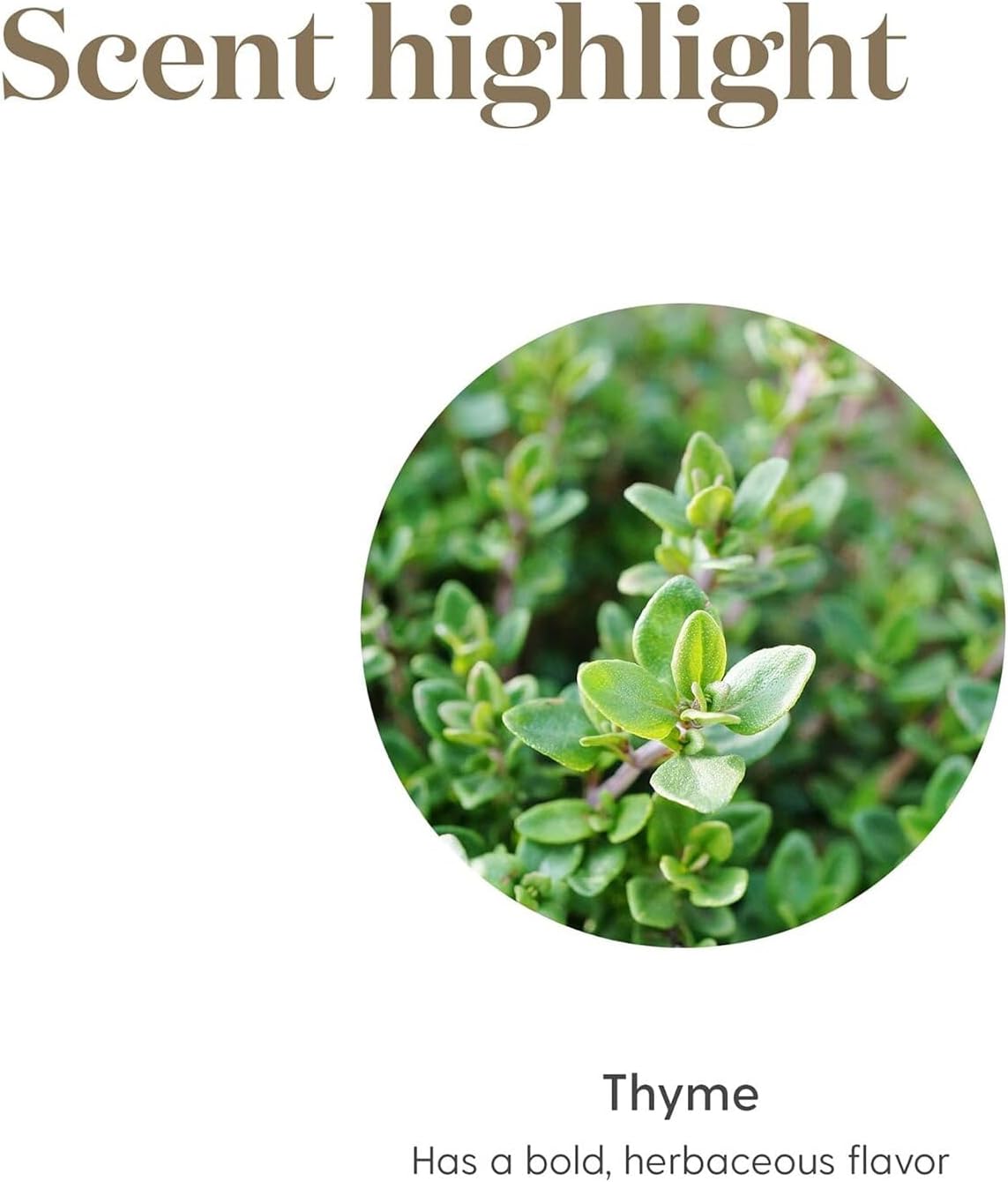 Young Living Thyme Vitality 5ml – 100% Pure Culinary Essential Oil with Bold Flavor | with Naturally Occurring Thymol | Great for Savory Dishes