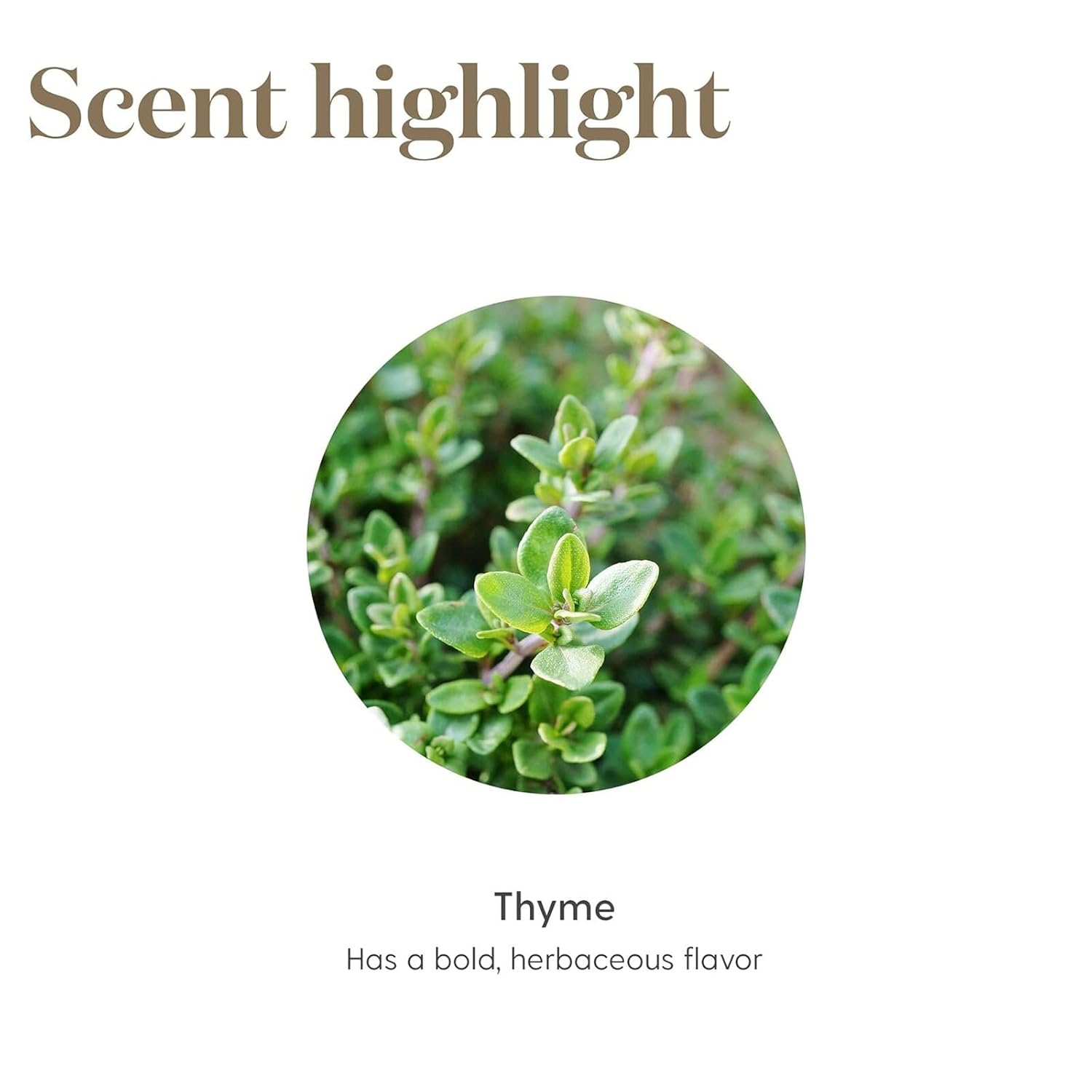 Young Living Thyme 100% Pure & Premium Essential Oil – Ideal for Aromatherapy Diffuser & Culinary Use – Natural Herbal Aroma – 5ml