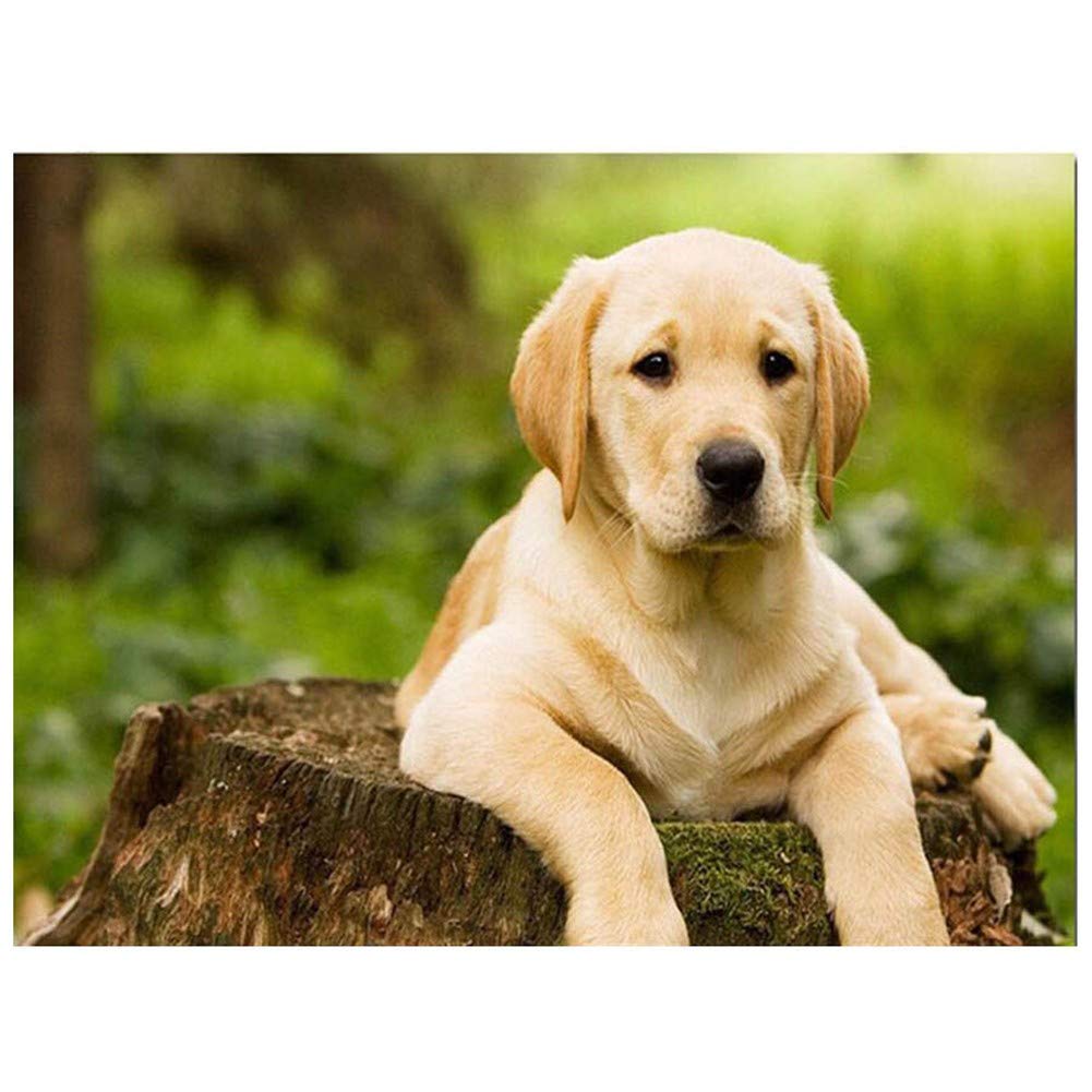 Diamond Painting by Numbers Kit for Adults/Kids Labrador Dog 40x50cm/16*20in DIY 5D Diamond Embroidery Large Full Drill Crystal Rhinestone Cross Stitch Handicrafts Home Living bedroom Wall Decoration