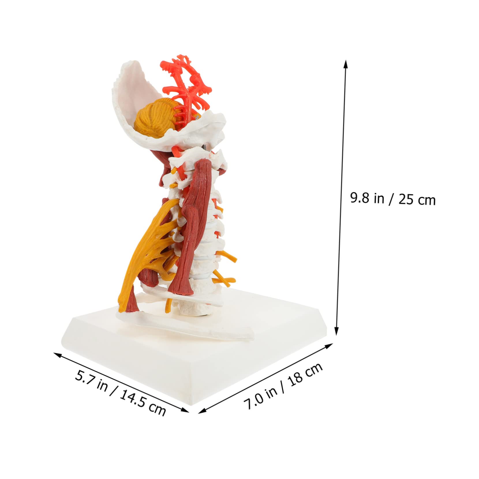 Amosfun Modello Medico della Colonna Cervicale in Pvc, Scheletro Anatomico Bianco Nervi e Muscoli, per Insegnamento e Dimostrazione Medica | Ambito Medico e Didattico, Uso per Pratica e Spiegazione, Adatto a Studenti e Medici