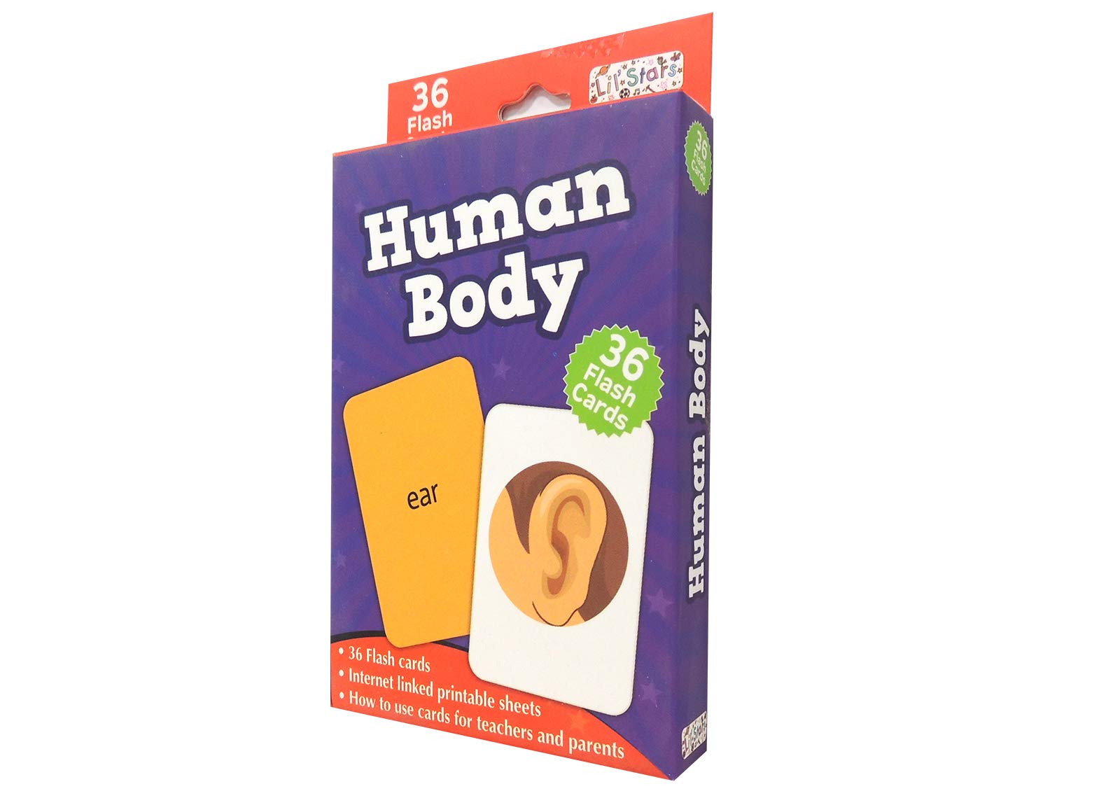 Human Body - Flash Cards (Flash Cards)