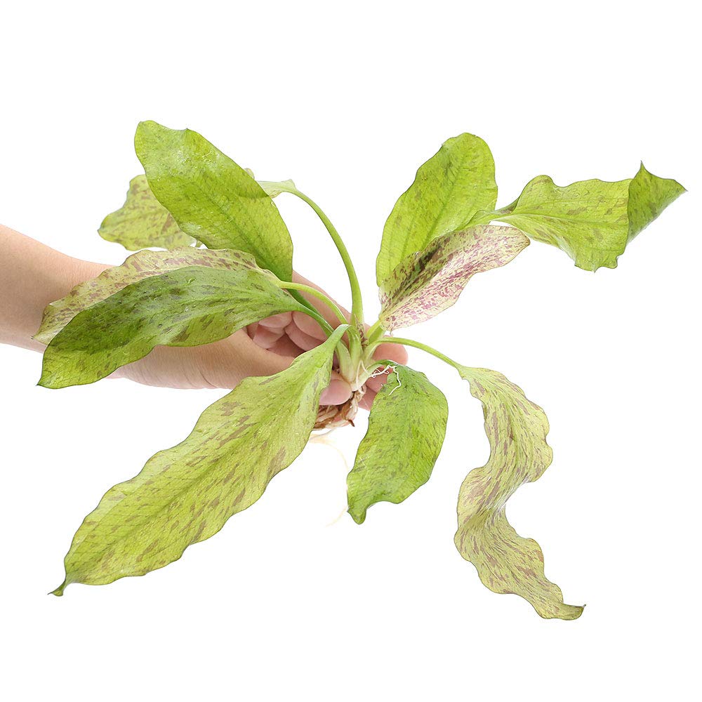 水草 エキノドルス・サターン 2株 30cm 鮮やかなグリーン エキノドルス