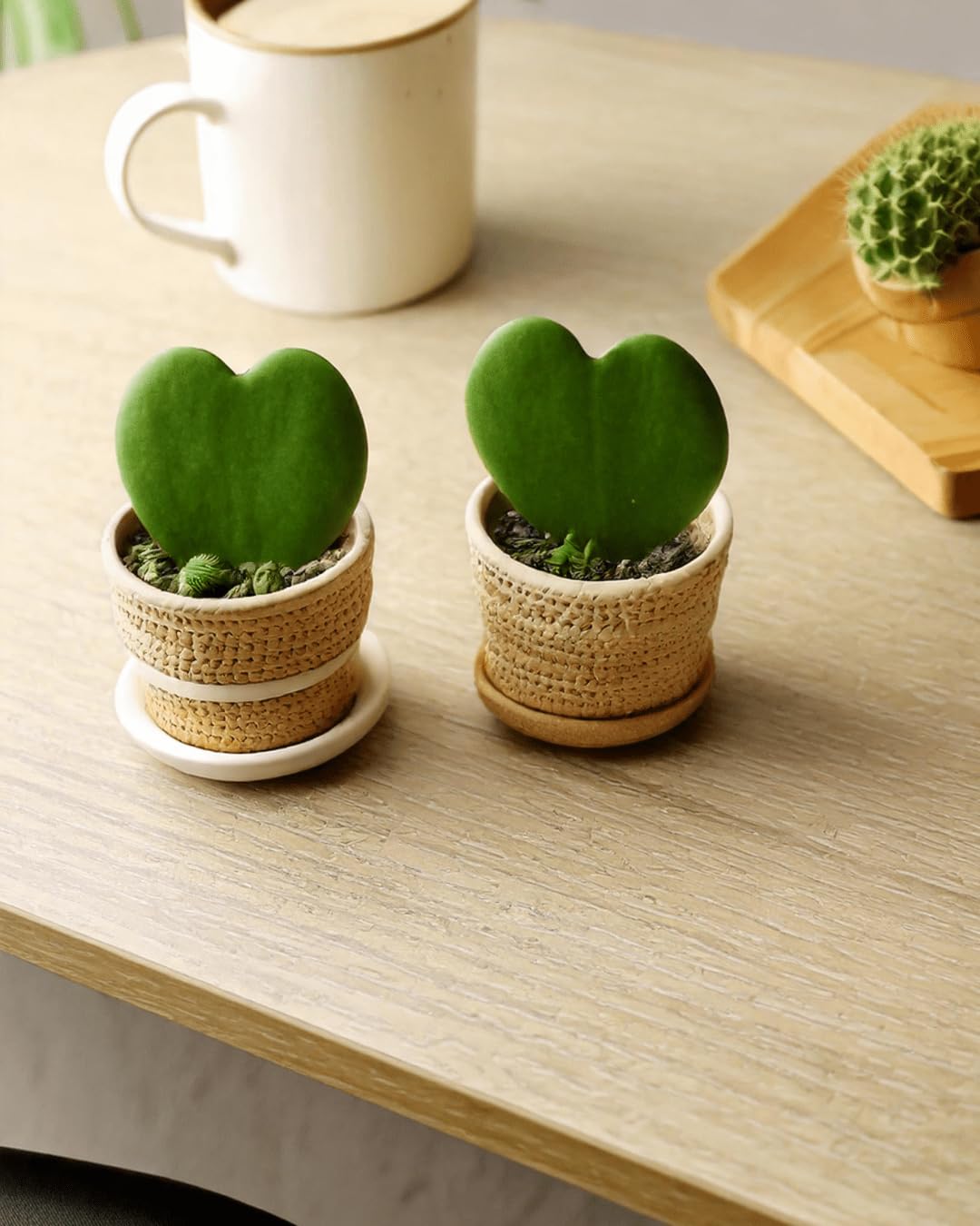 PUR PLANT Hoya Kerrii Mini | Planta Corazón Natural Pet Friendly | Planta de Interior Decorativa | Maceta de Ø6 cm