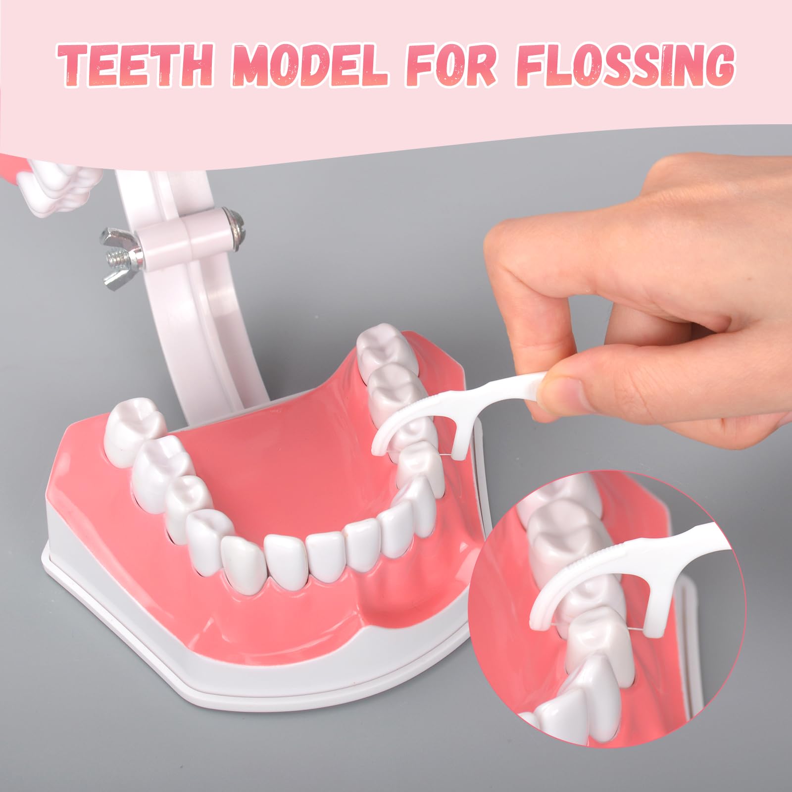 Ultrassist, modello dentale ideale per spazzolare i denti dentali per bambini, 2 volte ingrandire, include spazzolino per studio anatomico dei denti dentali, educazione orale