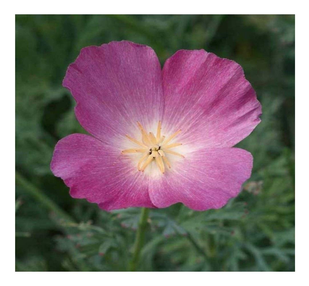 PREMIER SEEDS DIRECT - California Poppy Seeds - Purple Gleam (20,000 Seeds)