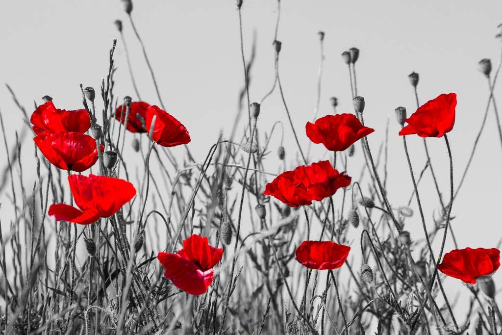 Red Poppies In Meadow Black And White Landscape Photo Cool Wall Art Print Poster 36x24