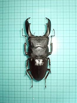 インド ヒラタクワガタ 標本 ヒラタクワガタ標本