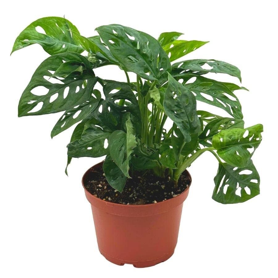 BubbleBlooms Swiss Cheese Plant