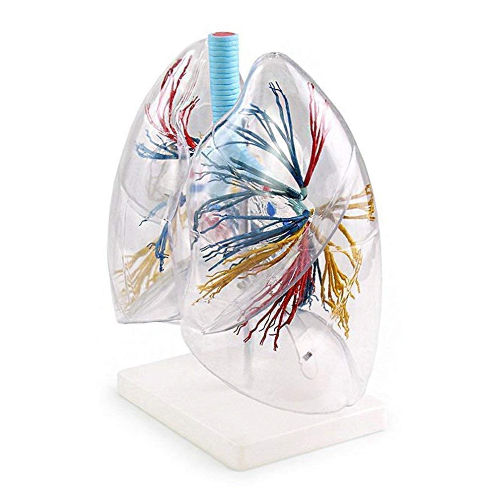 Corazón Modelo Anatómico, Modelo Cardiopulmonar, Cuerpo Humano Transparente, Anatomía Broncopulmonar, Respiración Quirúrgica Torácica
