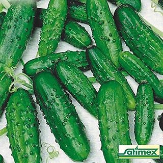 Cucumber Moringa F1. Without Bitterness Seeds Vegetable from Ukraine 0.25 Gram