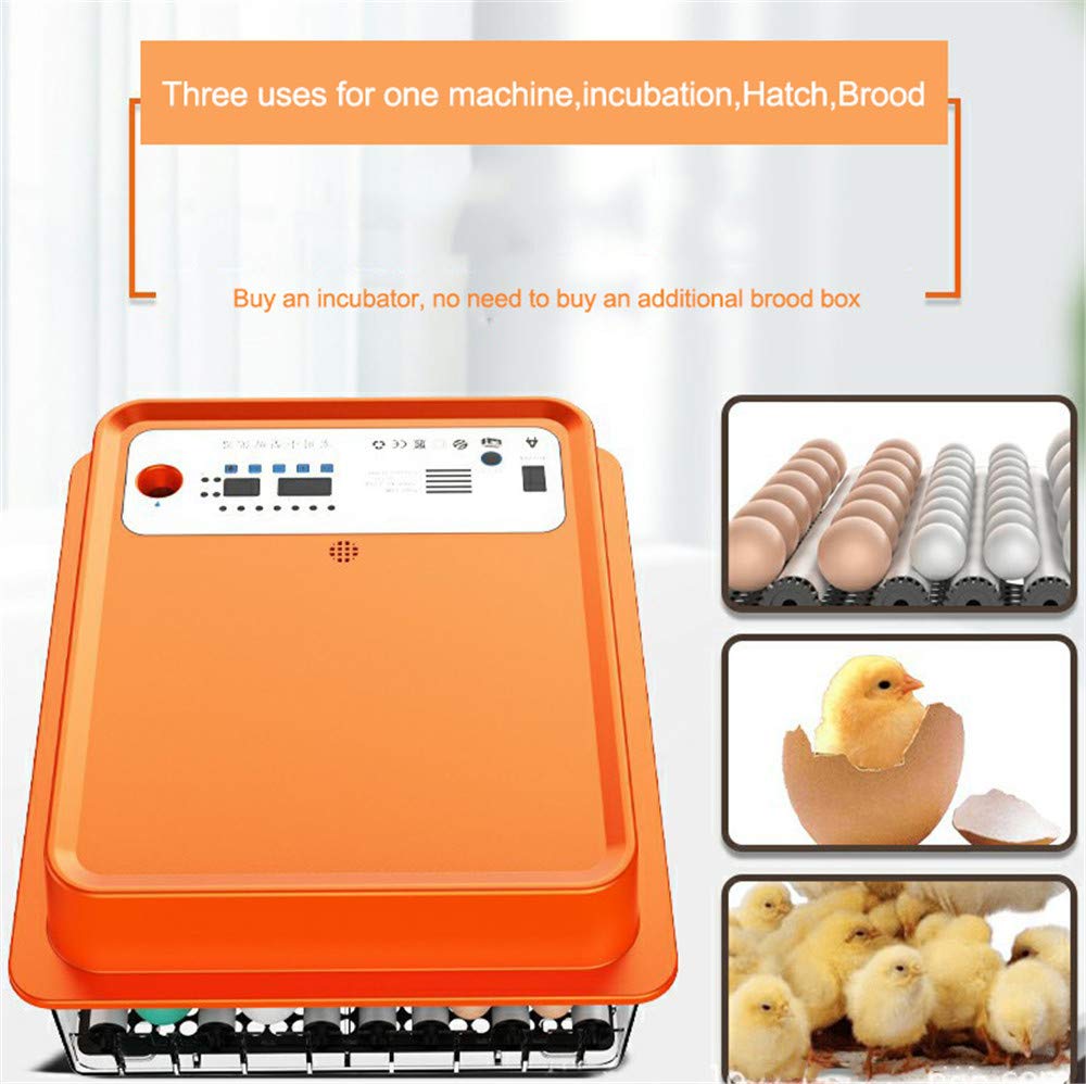 Mini incubatrice per Uova, schiusa Automatica Digitale con Controllo della Temperatura, Display a LED per Macchina per schiusa di pollame Completamente Automatica Digitale da 30-36 Uova