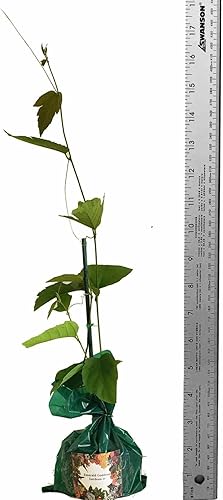 Miniatura 3 de VITAFOLIA - Planta viva de flor de la pasión, flor roja carmesí, hoja de uva, passiflora, tamaño inicial, maceta de 4 pulgadas, esmeralda R