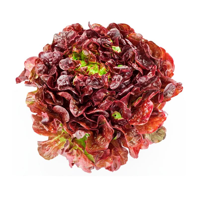 Semillas de Lechuga Tipo Hoja de Roble Fácil Germinación Planta Mediterránea Uso Culinario