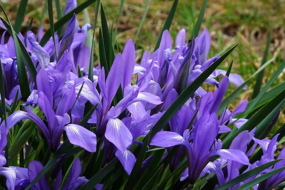 10+Wild Purple Iris Missouriensis Flower Seeds ToughLeaf Iris Flower