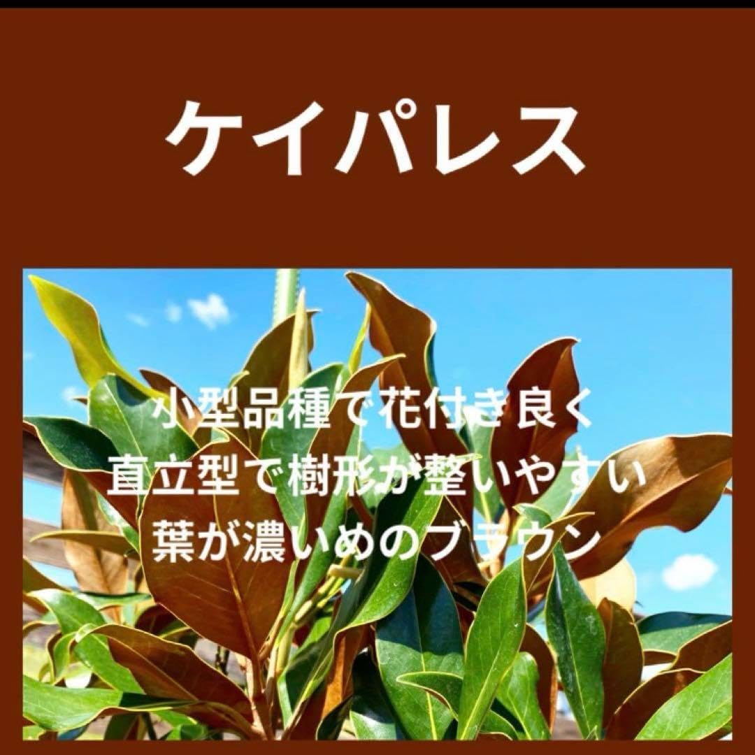 8. ケイパレス 泰山木 タイサンボク 苗 苗木 小型品種 8. ケイパレス