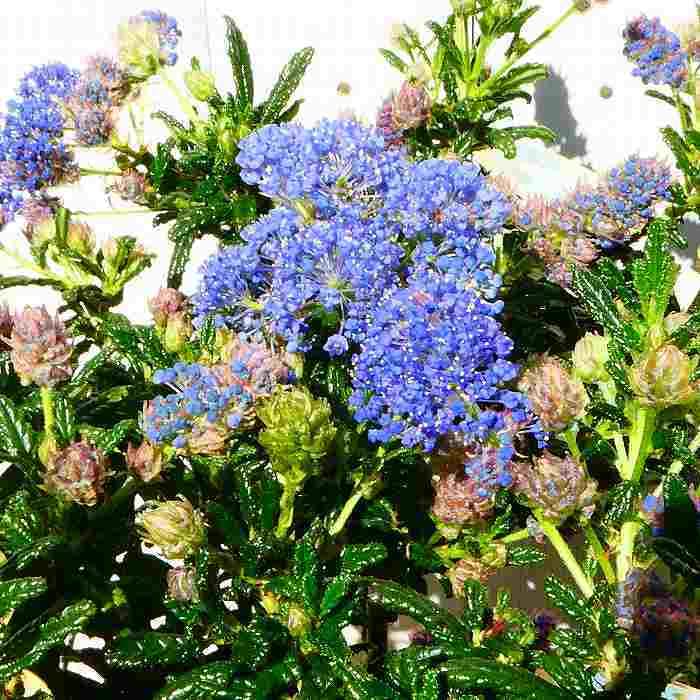 Amazon | カリフォルニアライラック セアノサス 全高70cm 苗木 6