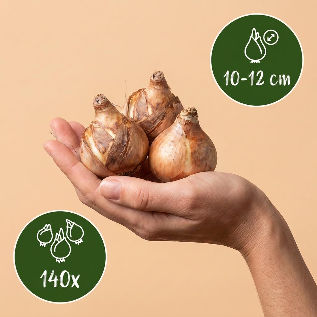 Green boutiQ - 140x Narcissus Yellow - Narcisse jaune - Jaune - Floraison printanière - Calibre 10/12