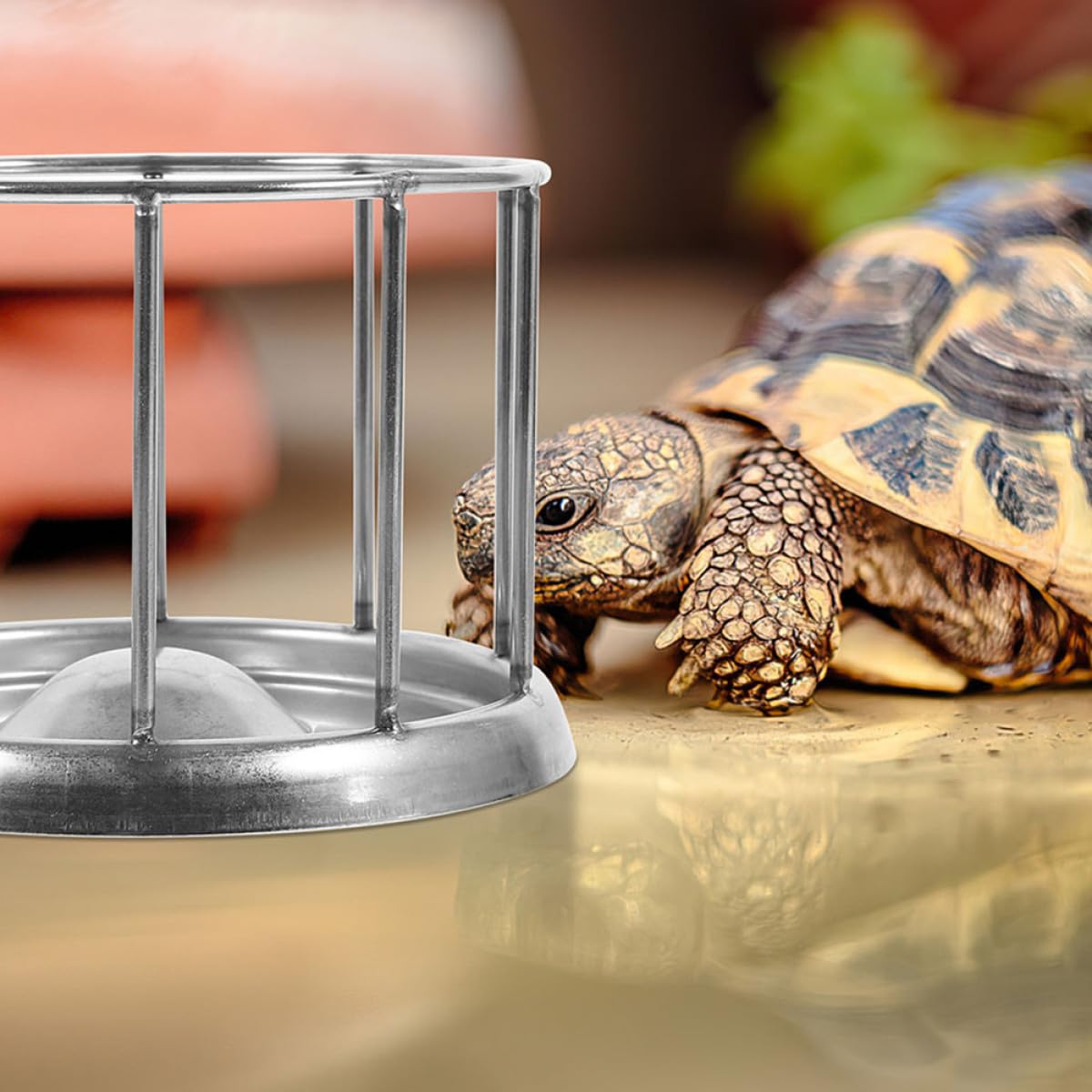 Artibetter Gamelle Surface Lisse Acier Inoxydable Argenté Terrarium en pour Mangeoire Reptile Adaptée pour Nourriture Tortue Terrestre et Animaux de Compagnie