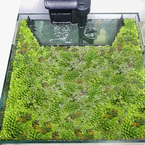 Floating Plant Corral for Aquarium, Fish Tank Accessories to Separate Floating Plants, Automatically Adjusts Height with Water Level, Suitable for All Floating Plants and All Aquariums (Style 1)