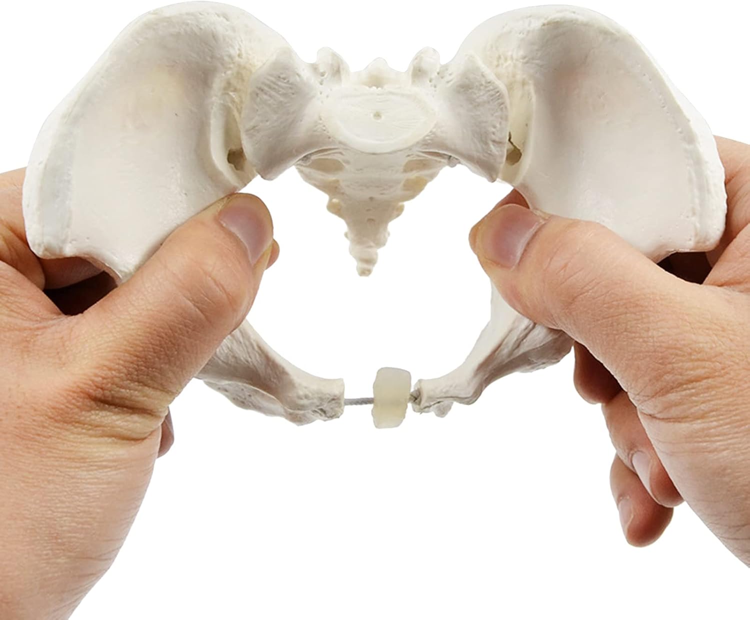 Size Female Pelvis Model, Flexible Anatomy Model, Hip Bone Pelvic Anatomical Model for Science Education Midwife, as the picture shows