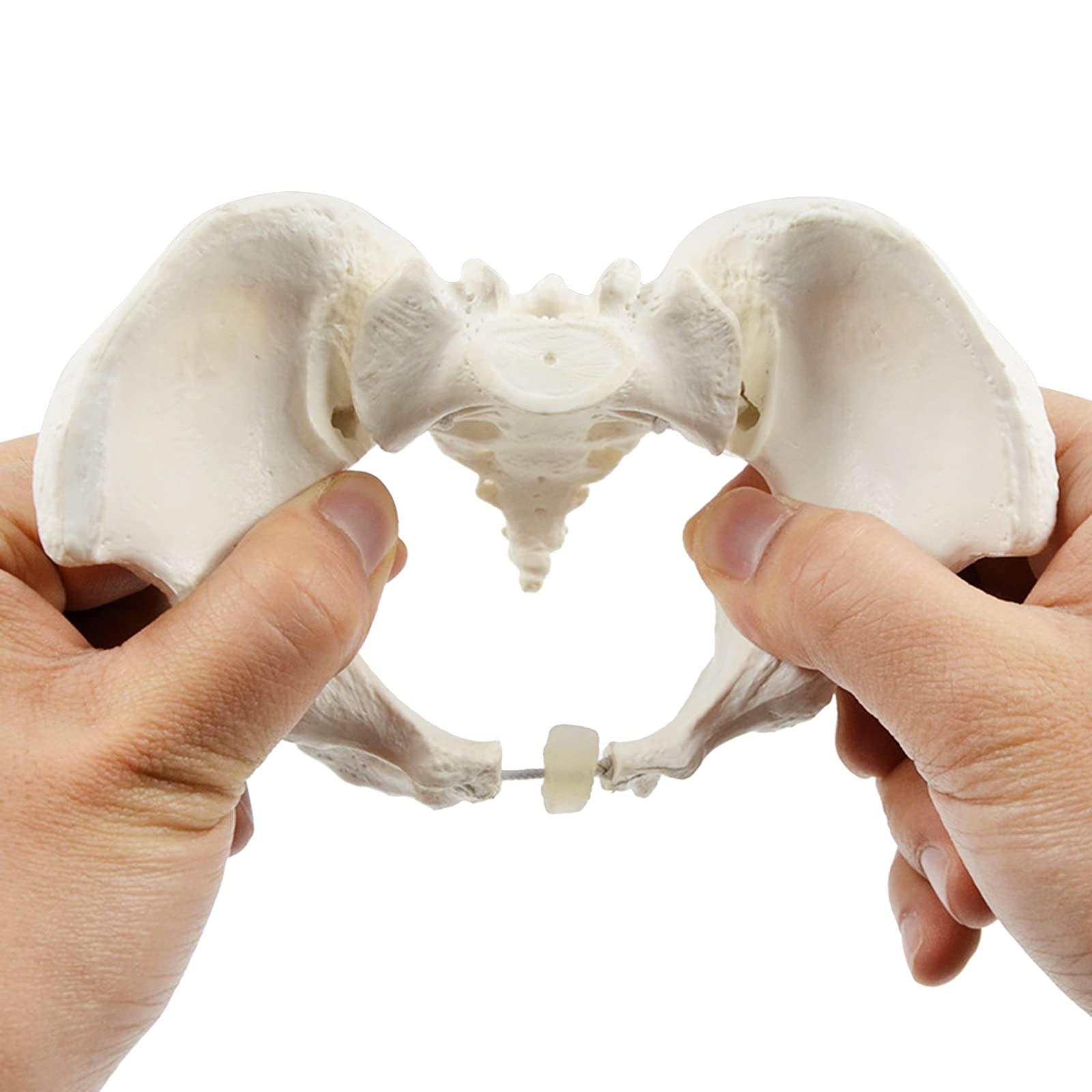 Mini -Wielkość Żeńskiego Modelu Miednicy, Elastyczny Anatomiczny Model Anatomii Kości Miednicy Dla Położnych I Edukacji Naukowej
