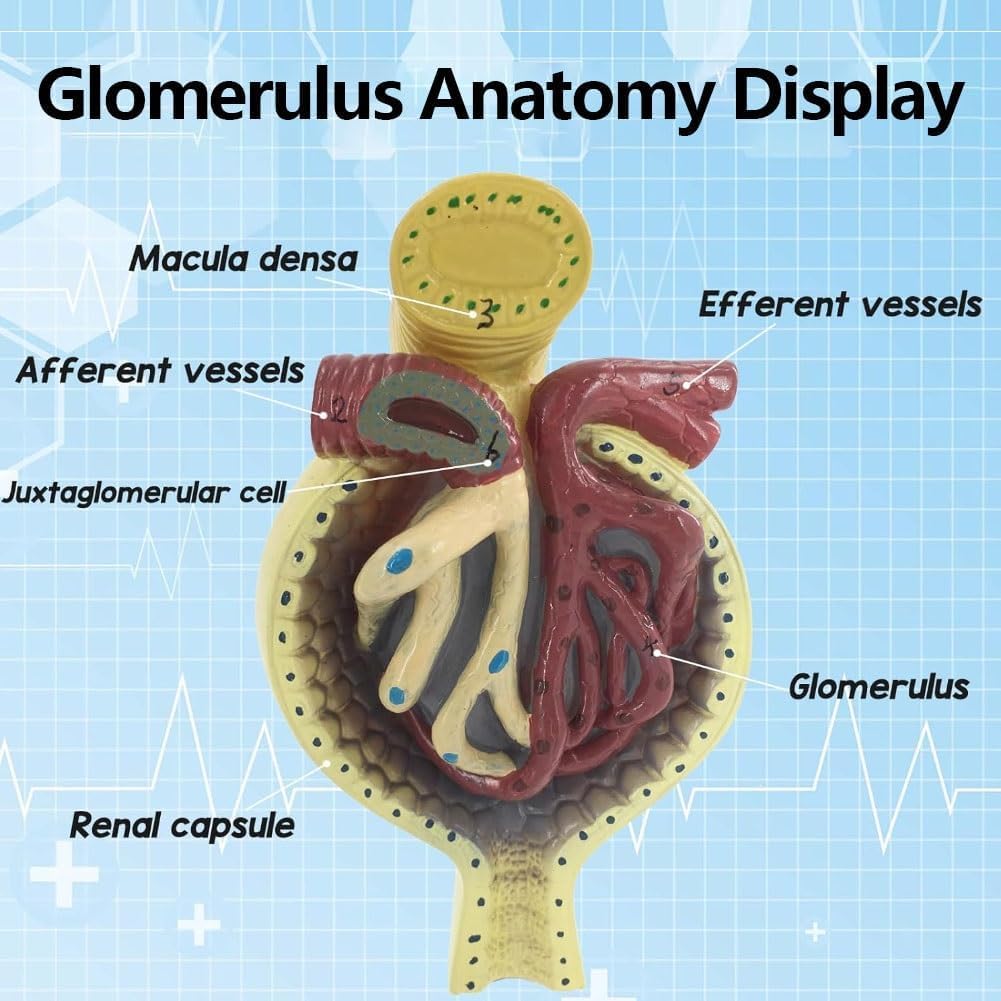 Kostka anatomiczna człowieka Model nerki, Anatomiczny model nerki Kłębuszkowy układ moczowy nefronu Model anatomiczny do ozdoby laboratorium szkolnego