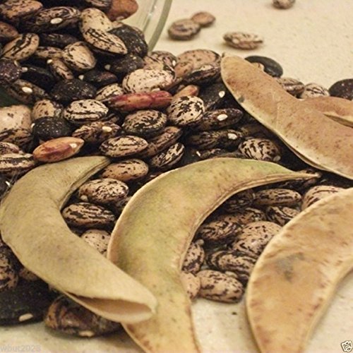 Miniatura 2 de Bush Lima Beans Jackson Wonder - Heirloom Non OGM -14 Lb Aproximadamente 275 Semillas