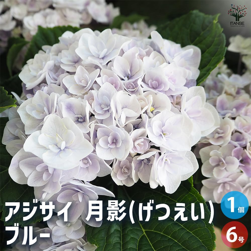 Amazon.co.jp: アジサイ 月影(ゲツエイ) 6号 ブルー 1個売り【品種で