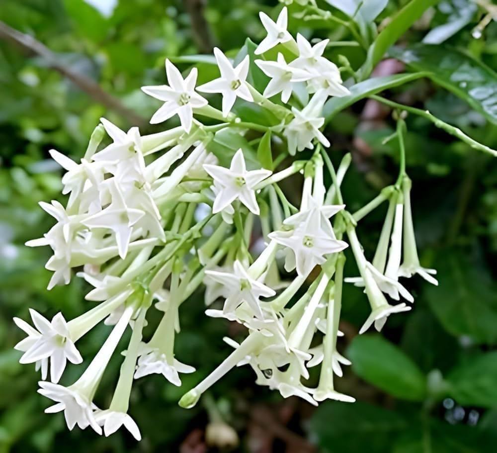 Raat ki Rani Live Plant with Pot | Night Blooming Jasmine Flower Plant | Home Garden Fragrant Flowering Plant for Balcony and Outdoor Dcor - Pack of 1-image-30