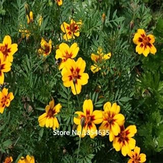 Garden Plant 50 Pieces 100% Authentic tageti patula Seeds Rare Plants Seeds, Organic Seeds Bonsai Seeds of Bonsai: Only Seeds