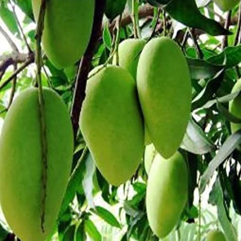 Plant Nursery Online Mango Amrapali, Aam Amrapali Grafted (Pack of 2) - Live Plants (B07SGKB497) Amazon Price History, Amazon Price Tracker