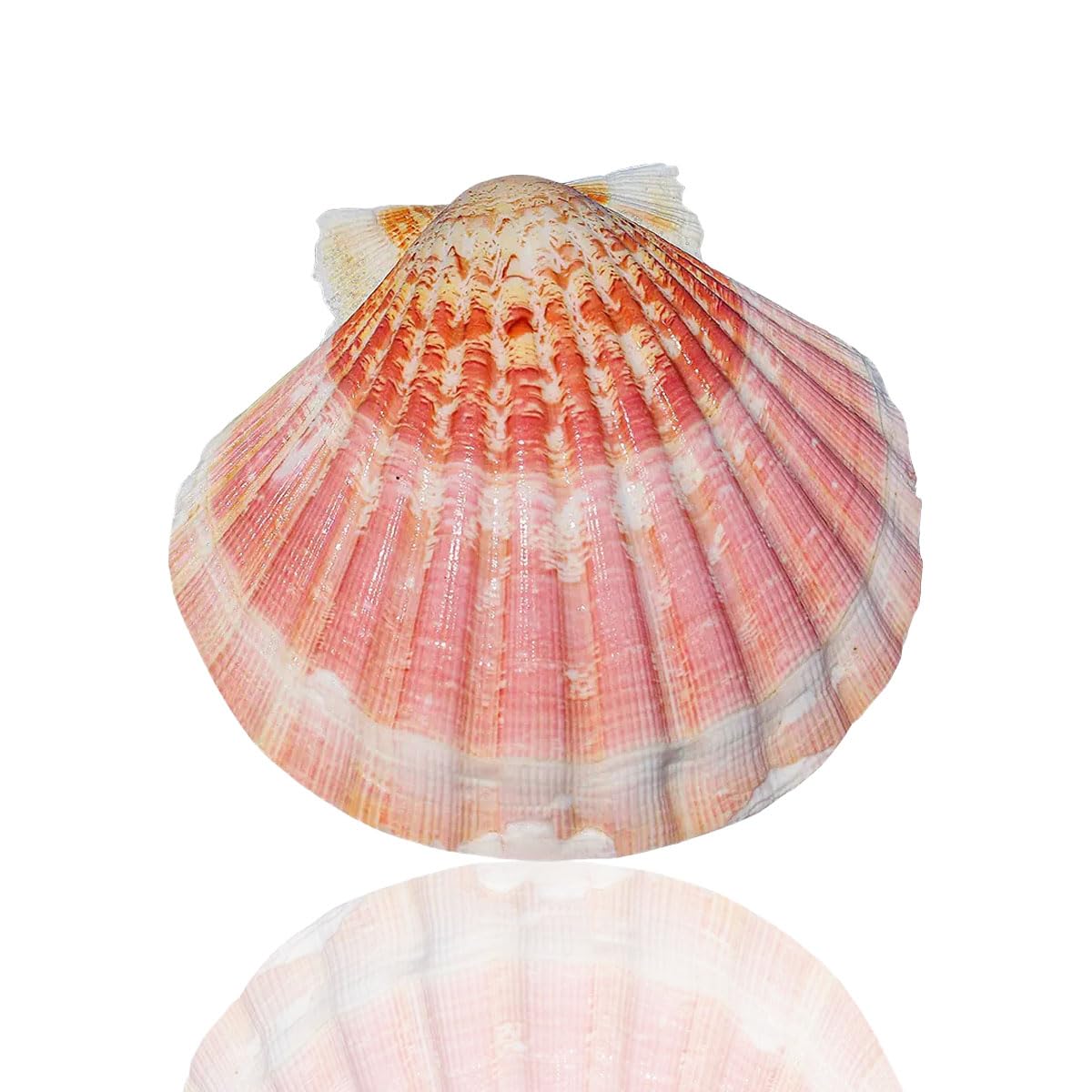 YKMYXZ shells， 9-10Cm for Wedding Decor Beach Theme Party Home Decoration Fish Tank Landscaping,9cm(9cm)