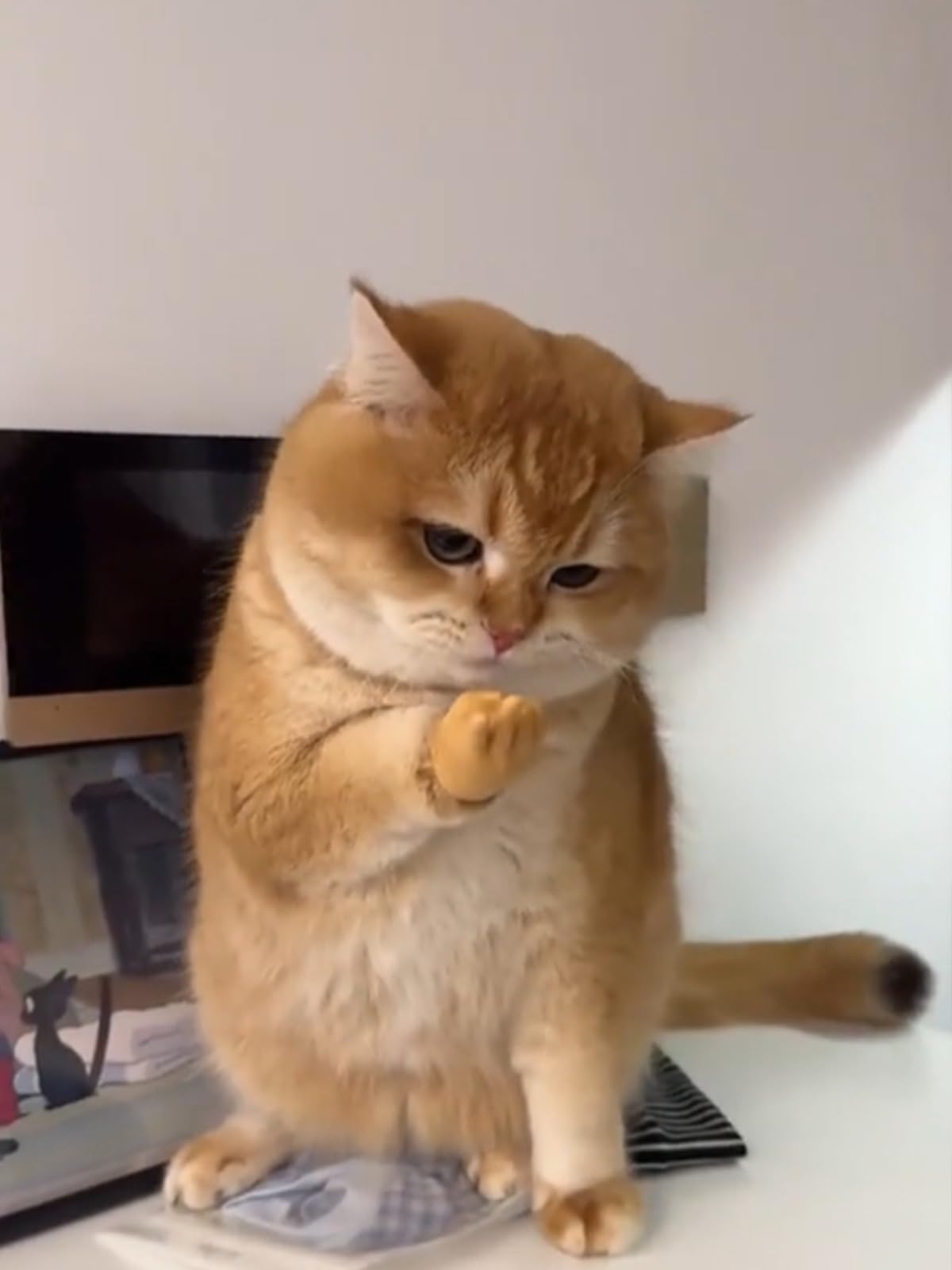 Amazon.co.jp: AIERSA 猫用ミニハンド、猫用の小さな人間の手、足用