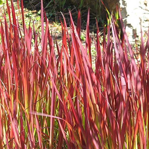 Ornamental Grass for Outdoors, Low Maintenance & Easy to Grow Producing Red Foliage and a Long Season of Interest, 1 x Imperata Red Baron (Japanese Blood Grass) Plant in 9cm Pot by Thompson & Morgan