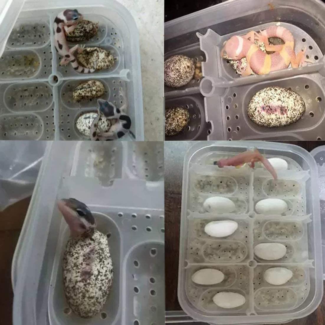 Incubadora de Reptiles, Caja de incubación de Reptiles Reptile Incubator Bandeja de Huevo Bandeja con 12 cuadrículas para Tortuga Gecko Lizards Mane