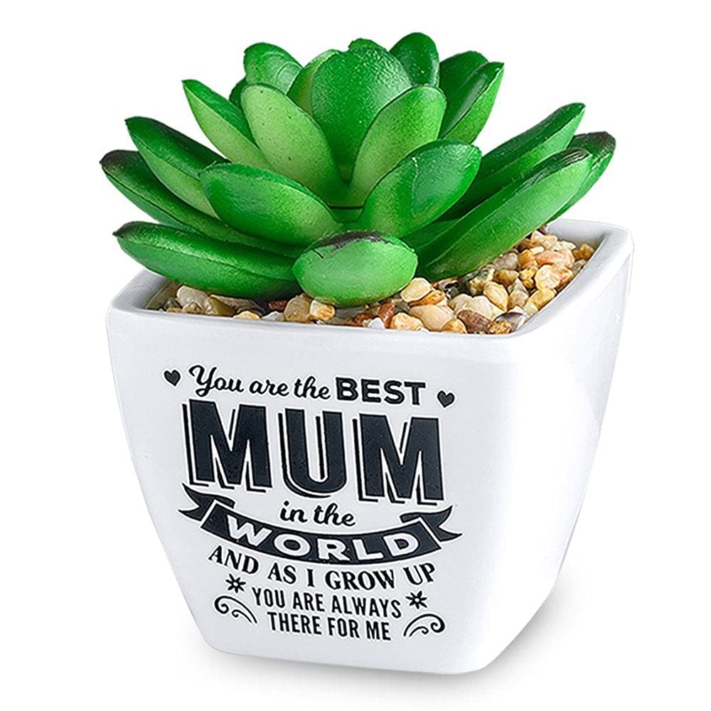 History & Heraldry Personalised Sentiment Succulents - Best Mum