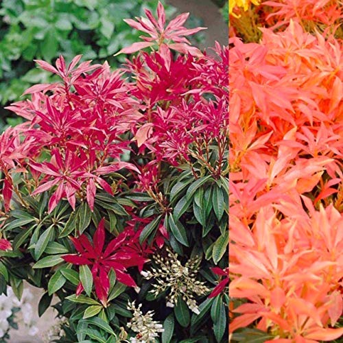 Sponsored Ad – 2 x Pieris Forest Flame in 9cm Pots - Ready to Plant - Evergreen Shrub
