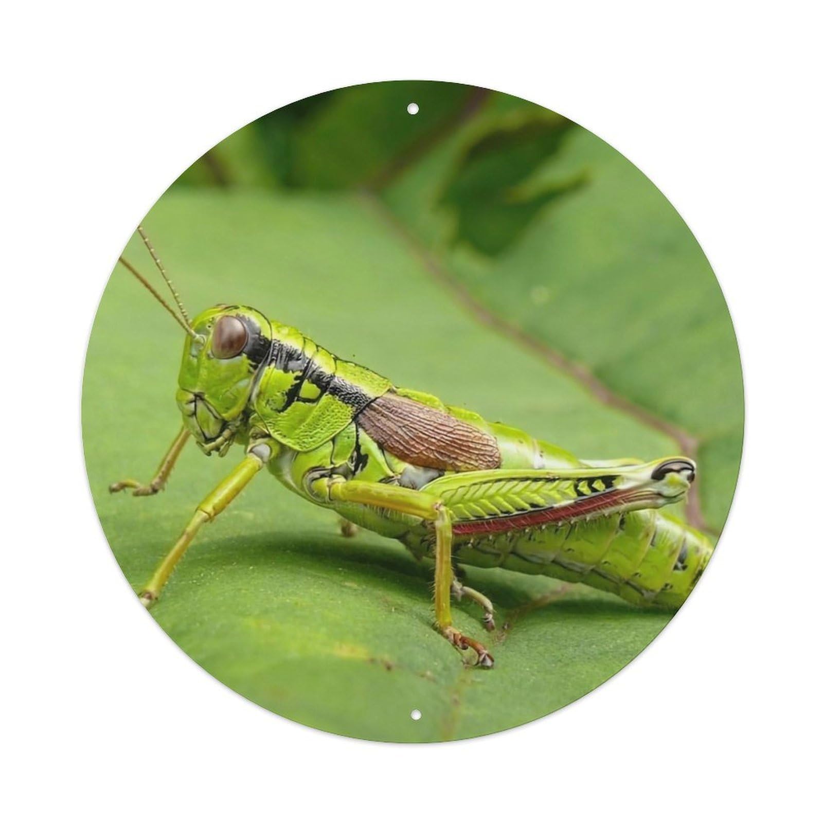 Insect Mantis Vintage Metal Tin Sign Plaque Wall Decor for Cafe, Club Bar, Office, Garden Metal Poster 8x8Inch